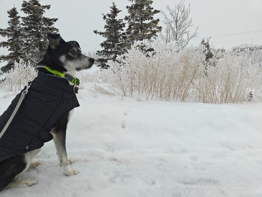 Freyja's Winterland Adventure