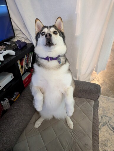 a husky sit-standing on her hind legs in a meerkat-like fashion