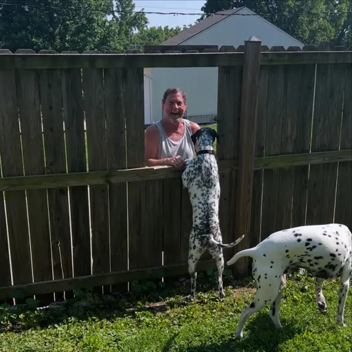A man standing at a privacy fence with a window built in. He is petting Dalmatian dogs through the window and smiling. 