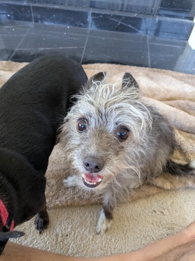 A small gray dog, Rizzo, smiling at you, yes you.